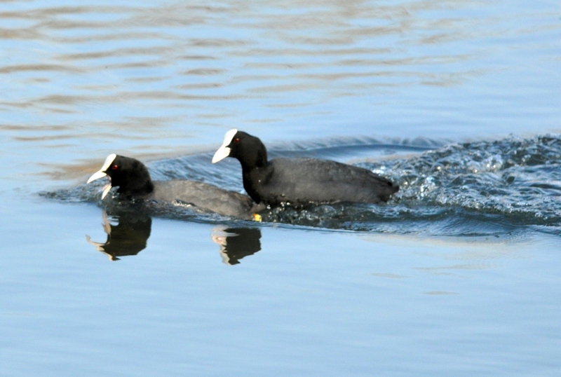 Fulica atra